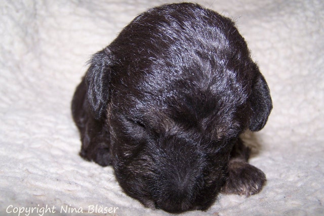 Arc-en-ciel Arlequin - 30.01 (6).JPG